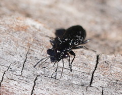 Scopodes tasmanicus