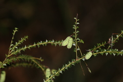 Acacia hubbardiana