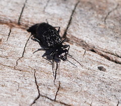 Scopodes tasmanicus