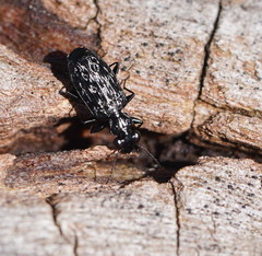 Scopodes tasmanicus