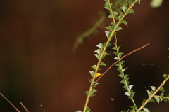 Acacia hubbardiana