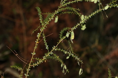 Acacia hubbardiana
