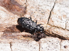 Scopodes tasmanicus