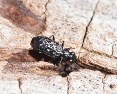 Scopodes tasmanicus