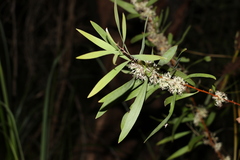 Hakea florulenta