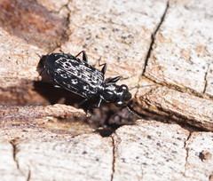 Scopodes tasmanicus