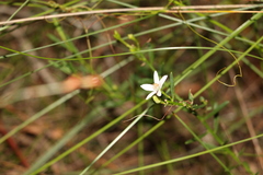 Philotheca queenslandica