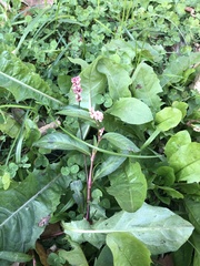 Persicaria maculosa