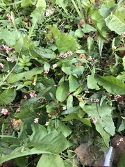 Persicaria maculosa