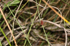 Chorizandra cymbaria