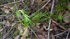 Stylidium scandens