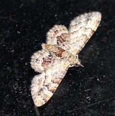 Gymnoscelis lophopus