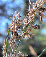 Cymbopogon nardus