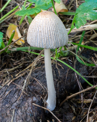 Coprinellus xanthothrix