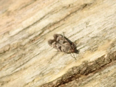 Caryocolum junctella