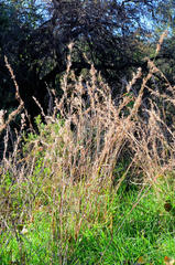 Cymbopogon nardus