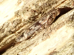 Caryocolum junctella