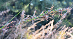 Cymbopogon nardus