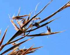 Cymbopogon nardus