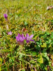 Gentianella aspera