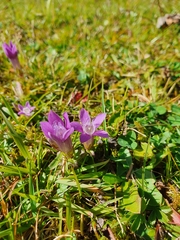 Gentianella aspera