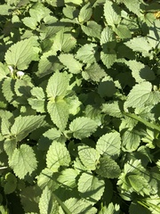 Lamium album