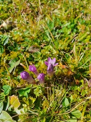 Gentianella aspera