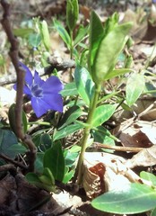 Vinca minor