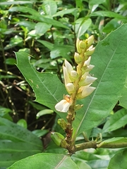 Acanthus ebracteatus