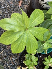 Chamaecostus cuspidatus