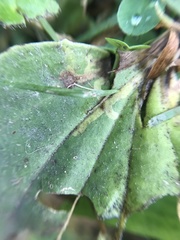 Phytomyza plantaginis