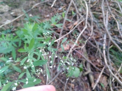 Galium sylvaticum