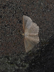Plesiomorpha flaviceps