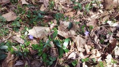 Vinca minor
