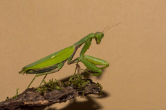 Hierodula patellifera