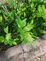 Euphorbia tithymaloides
