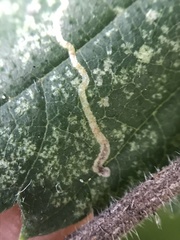 Stigmella lemniscella