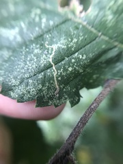 Stigmella lemniscella