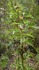 Petrophile diversifolia
