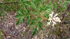 Petrophile diversifolia