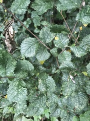 Stigmella lemniscella