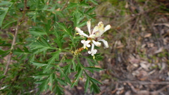 Petrophile diversifolia