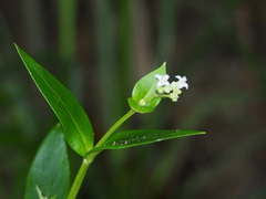 Hedyotis acutangula