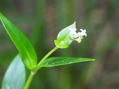 Hedyotis acutangula
