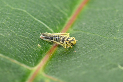 Eupteryx