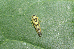 Eupteryx