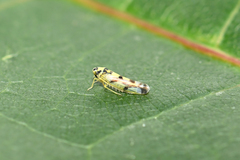 Eupteryx