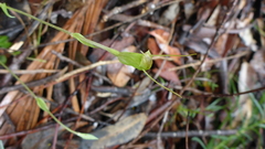 Pterostylis crispula
