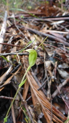 Pterostylis crispula