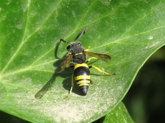 Ancistrocerus biphaleratus